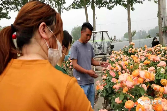 定陶小伙回乡做花匠，500种月季绽放“花样经济”