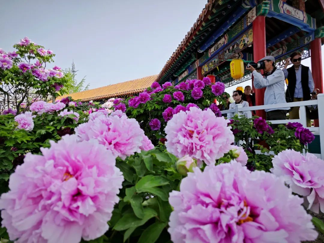菏泽“清代牡丹王”盛放迎宾！