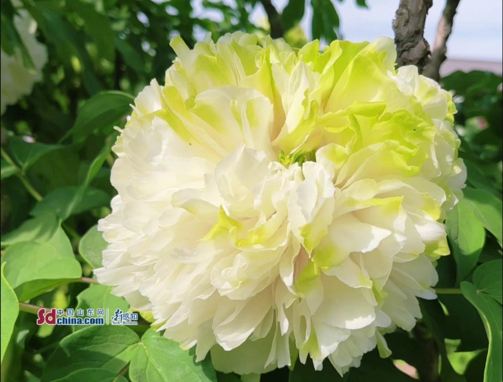 从绿绽白，菏泽绿幕隐玉绽放！