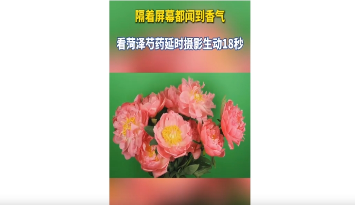 隔着屏幕都能闻到香气 看菏泽芍药延时摄影生动18秒