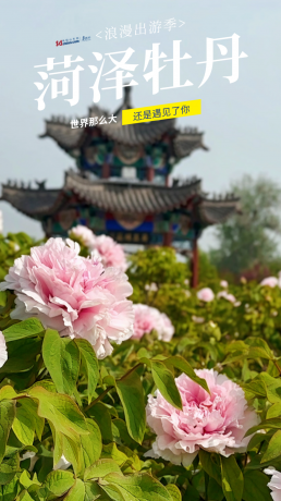 被硬控了！满屏都是菏泽牡丹