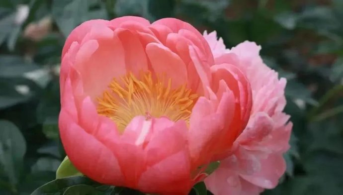 错过等一年！菏泽万亩芍药即将进入盛花期