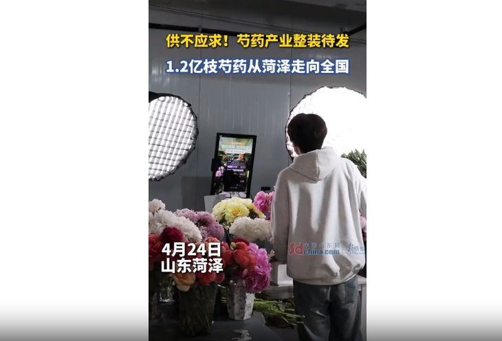 “小芍药”要迸发“大能量”！ 菏泽芍药产业整装待发