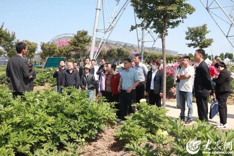 芍药鲜切花大田采切及采后保鲜技术现场观摩会在菏泽市牡丹区举行