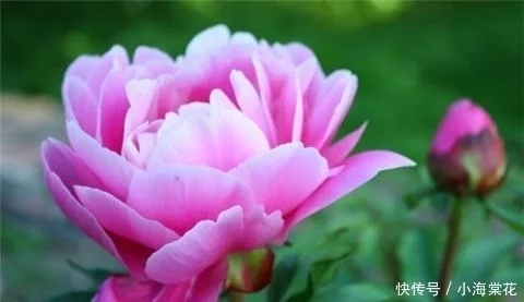 t0194f9a333364ce28f.webp.jpg
