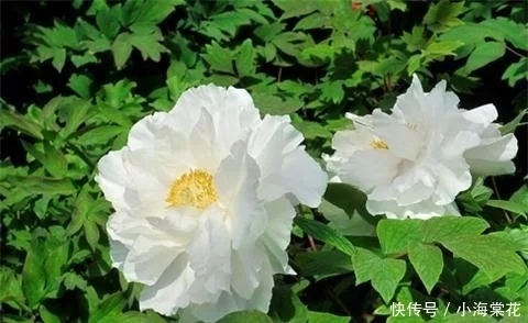 t0198c32b98e6e06869.webp.jpg