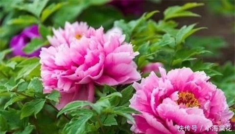 t01f4af5eb31fd98687.webp.jpg